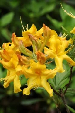 Jane's Gold Aromi Azalea (Rhododendron Hybrid) - 3 Gallon Pot 11 Jane's Gold Aromi Azalea (Rhododendron Hybrid) - 3 Gallon Pot -Exquisite Plants Native Azalea Janes Gold 4