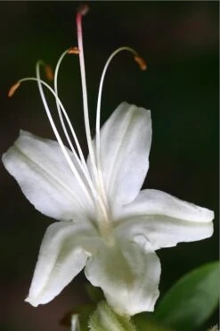 June Jubilee Aromi Azalea (Rhododendron Hybrid) - 3 Gallon Pot -Exquisite Plants Native Azalea June Jubilee 2