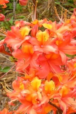 King's Trumpeter Aromi Azalea (Rhododendron Hybrid) - 3 Gallon Pot
