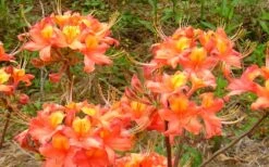 King's Trumpeter Aromi Azalea (Rhododendron Hybrid) - 3 Gallon Pot -Exquisite Plants Native Azalea Kings Trumpeter 3
