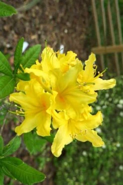 Lemonade Aromi Azalea (Rhododendron Hybrid) - 3 Gallon Pot -Exquisite Plants Native Azalea Lemonade 10