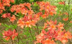 Mauvilla Gold Aromi Azalea (Rhododendron Hybrid) - 3 Gallon Pot -Exquisite Plants Native Azalea Mauvila Gold 1
