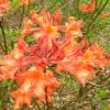 Mauvilla Gold Aromi Azalea (Rhododendron Hybrid) - 3 Gallon Pot 1 Mauvilla Gold Aromi Azalea (Rhododendron Hybrid) - 3 Gallon Pot -Exquisite Plants Native Azalea Mauvila Gold 10