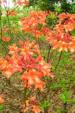 Mauvilla Gold Aromi Azalea (Rhododendron Hybrid) - 3 Gallon Pot -Exquisite Plants Native Azalea Mauvila Gold 2