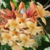 My Mary Native Azalea (Rhododendron) - 3 Gallon Pot -Exquisite Plants Native Azalea My Mary 22