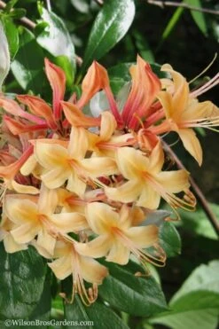 My Mary Native Azalea (Rhododendron) - 3 Gallon Pot