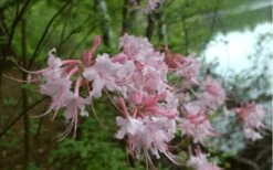 Pink Alabama Native Azalea - Rhododendron - 3 Gallon Pot 11 Pink Alabama Native Azalea - Rhododendron - 3 Gallon Pot -Exquisite Plants Native Azalea Pink Alabamense 3
