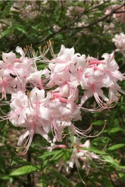 Pink Alabama Native Azalea - Rhododendron - 3 Gallon Pot 12 Pink Alabama Native Azalea - Rhododendron - 3 Gallon Pot -Exquisite Plants Native Azalea Pink Alabamense 5