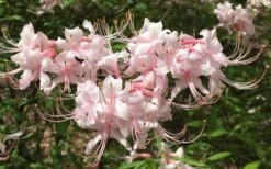 Pink Alabama Native Azalea - Rhododendron - 3 Gallon Pot 13 Pink Alabama Native Azalea - Rhododendron - 3 Gallon Pot -Exquisite Plants Native Azalea Pink Alabamense 7