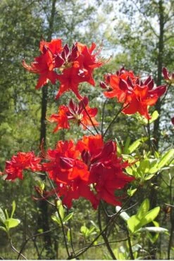 Radiant Red Aromi Azalea (Rhododendron Hybrid) - 2 Gallon Pot 9 Radiant Red Aromi Azalea (Rhododendron Hybrid) - 2 Gallon Pot -Exquisite Plants Native Azalea Radiant Red 6