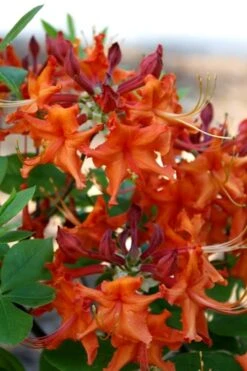 Red Pepper Aromi Azalea (Rhododendron Hybrid) - 3 Gallon Pot 11 Red Pepper Aromi Azalea (Rhododendron Hybrid) - 3 Gallon Pot -Exquisite Plants Native Azalea Red Pepper 1 1