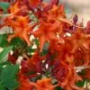 Red Pepper Aromi Azalea (Rhododendron Hybrid) - 1 Gallon Pot 2 Red Pepper Aromi Azalea (Rhododendron Hybrid) - 1 Gallon Pot -Exquisite Plants Native Azalea Red Pepper 1