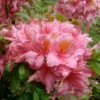 Samford Sorbet Native Azalea (Rhododendron) - 3 Gallon Pot 2 Samford Sorbet Native Azalea (Rhododendron) - 3 Gallon Pot -Exquisite Plants Native Azalea Samford Sorbet 3
