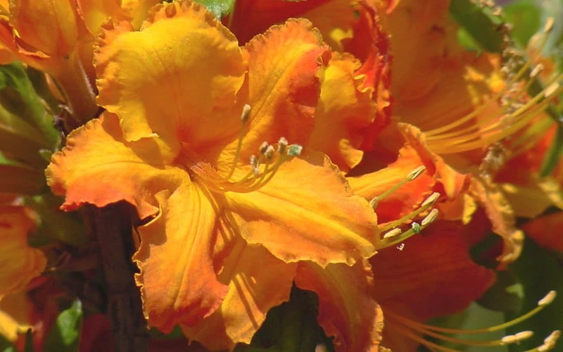 Solar Glow Sunbow Azalea - 2 Gallon Pot 6 Solar Glow Sunbow Azalea - 2 Gallon Pot - Image 4