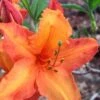 Solar Glow Sunbow Azalea - 2 Gallon Pot