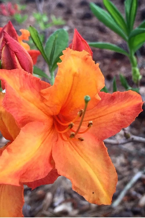 Solar Glow Sunbow Azalea - 2 Gallon Pot 3 Solar Glow Sunbow Azalea - 2 Gallon Pot