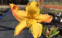 Spring Fanfare Aromi Azalea (Rhododendron Hybrid) - 1 Gallon Pot 9 Spring Fanfare Aromi Azalea (Rhododendron Hybrid) - 1 Gallon Pot -Exquisite Plants Native Azalea Spring Fanfare 3 1