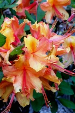 Tallulah Sunrise Native Azalea (Rhododendron) - 1 Gallon Pot -Exquisite Plants Native Azalea Tallulah Sunrise 21