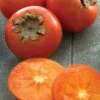 American Persimmon Tree (Diospyros Virginiana) - 3 Pack Of 1.5 Quart Pots -Exquisite Plants Persimmon American 1
