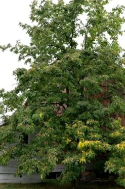 American Persimmon Tree (Diospyros Virginiana) - 3 Pack Of 1.5 Quart Pots -Exquisite Plants Persimmon American 2