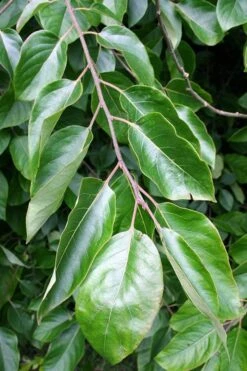 American Persimmon Tree (Diospyros Virginiana) - 3 Pack Of 1.5 Quart Pots -Exquisite Plants Persimmon American 3