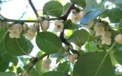 American Persimmon Tree (Diospyros Virginiana) - 3 Pack Of 1.5 Quart Pots -Exquisite Plants Persimmon American 5