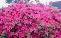Judge Solomon Southern Indica Azalea - 3 Gallon Pot 9 Judge Solomon Southern Indica Azalea - 3 Gallon Pot -Exquisite Plants Picture Azlea Judge Solomon Flowers