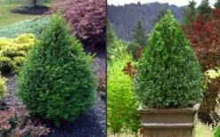 Green Mountain Boxwood - 1 Gallon Pot 15 Green Mountain Boxwood - 1 Gallon Pot -Exquisite Plants Picture Boxwood Green Mountain 2