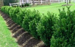 Green Mountain Boxwood - 1 Gallon Pot 13 Green Mountain Boxwood - 1 Gallon Pot -Exquisite Plants Picture Boxwood Green Mountain Hedge