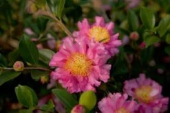 October Magic Carpet Dwarf Camellia - 2.5 Quart Pot -Exquisite Plants Picture Camellia Sasanqua October Magic Carpet