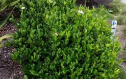 August Beauty Gardenia - 2.5 Quart Pot -Exquisite Plants Picture Gardenia August Beauty 3