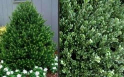 Pyramidal Compacta Japanese Holly - 3 Gallon Pot 10 Pyramidal Compacta Japanese Holly - 3 Gallon Pot -Exquisite Plants Picture Holly Compacta Pyramidal 1