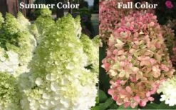 Limelight PeeGee Hydrangea - 6 Pack Of 1 Gallon Pots -Exquisite Plants Picture Hydrangea Limelight 3 2