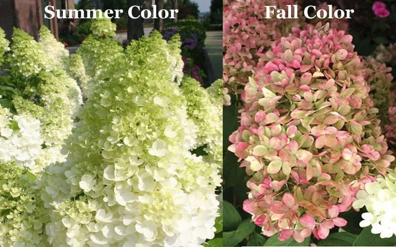 Limelight PeeGee Hydrangea - 1 Gallon Pot 10 Limelight PeeGee Hydrangea - 1 Gallon Pot - Image 8