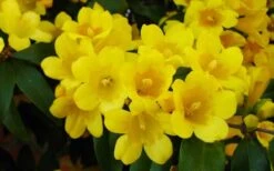 Butterscotch Yellow Jasmine (Jessamine) - Gelsemium Sempervirens - 1 Gallon Pot -Exquisite Plants Picture Jasmine Butterscotch 2
