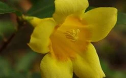 Butterscotch Yellow Jasmine (Jessamine) - Gelsemium Sempervirens - 1 Gallon Pot -Exquisite Plants Picture Jasmine Butterscotch 4