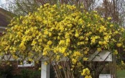 Butterscotch Yellow Jasmine (Jessamine) - Gelsemium Sempervirens - 1 Gallon Pot -Exquisite Plants Picture Jasmine Butterscotch Jessamine 3