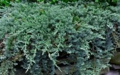 Blue Rug Juniper - 3 Gallon Pot 12 Blue Rug Juniper - 3 Gallon Pot -Exquisite Plants Picture Juniper Blue Rug 1