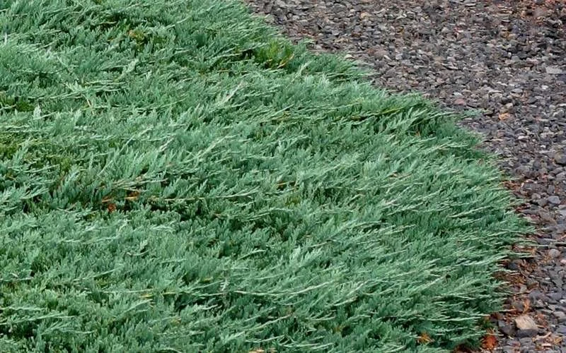 Blue Rug Juniper - 3 Gallon Pot 9 Blue Rug Juniper - 3 Gallon Pot - Image 7