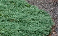 Blue Rug Juniper - 1 Gallon Pot 15 Blue Rug Juniper - 1 Gallon Pot -Exquisite Plants Picture Juniper Blue Rug 3