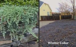 Blue Rug Juniper - 3 Gallon Pot 13 Blue Rug Juniper - 3 Gallon Pot -Exquisite Plants Picture Juniper Blue Rug Winter Color 1