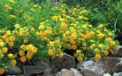 New Gold Hardy Lantana - 1 Gallon Pot -Exquisite Plants Picture Lantana Trailing New Gold 2