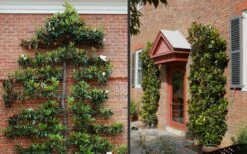 Little Gem Dwarf Southern Magnolia - 1 Gallon Pot -Exquisite Plants Picture Magnolia Little Gem Espalier 2