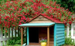 Red Cascade Miniature Climbing Rose - 1 Gallon Pot -Exquisite Plants Picture Rose Red Cascade 1