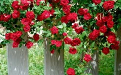 Red Cascade Miniature Climbing Rose - 1 Gallon Pot -Exquisite Plants Picture Rose Red Cascade 11