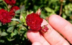 Red Cascade Miniature Climbing Rose - 1 Gallon Pot -Exquisite Plants Picture Rose Red Cascade 5