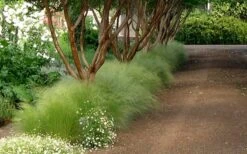 Pony Tails Mexican Feather Grass (Stipa Tennuissima) - 5 Pack Of Quart Pots -Exquisite Plants Picture Stipa Tenuissima 10