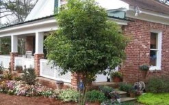 Fragrant White Tea Olive - 5 Pack Of Quart Pots -Exquisite Plants Picture Tea Olive Tree