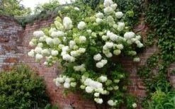 Chinese Snowball Viburnum Bush - 6 Pack Of 1 Gallon Pots -Exquisite Plants Picture Viburnum Chinese Snowball Espalier 2