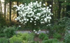 Chinese Snowball Viburnum Bush - 7 Gallon Pot (2-3') -Exquisite Plants Picture Viburnum Chinese Snowball Tree 1